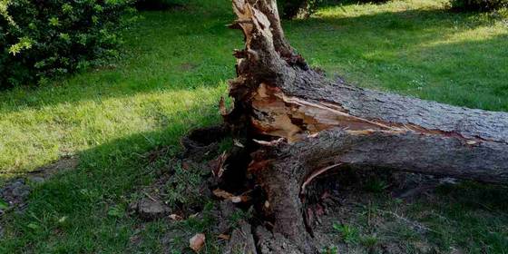 Alberi caduti chi paga i danni? 