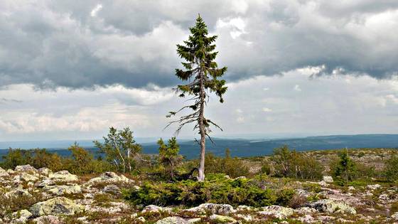Tjikko, l'Albero Più Vecchio del Mondo ha 9500 anni e vive in Svezia
