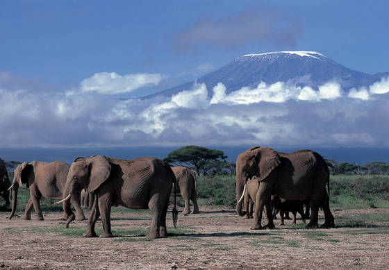 Kenya Natale con gli elefanti