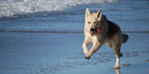 Le Spiagge Italiane Dove i Cani Sono Ammessi