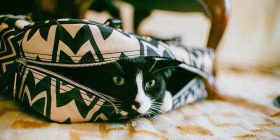 Consigli utili per una vacanza con il gatto, imprtante da sapere prima di partire