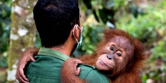 Sumatra e l'Orang Utang Rehabilitation Centre, dove salvano gli Oranghi