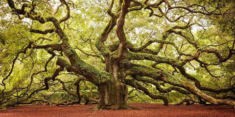 Gli Alberi Più Incredibili del Mondo