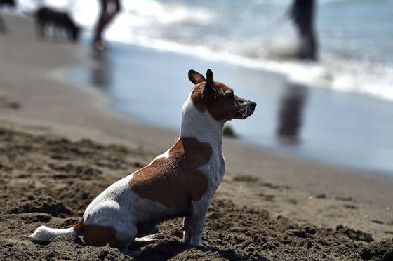 Campeggi Dove i Cani Sono Ammessi in Toscana