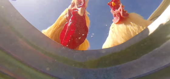 Una telecamera in un secchio d'acqua ed ecco un video naturalistico incredibile!