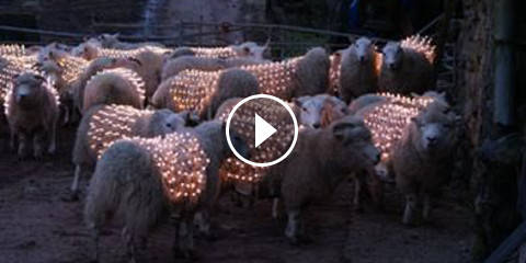 Attaccano dei LED alle Pecore - Ecco il Motivo!
